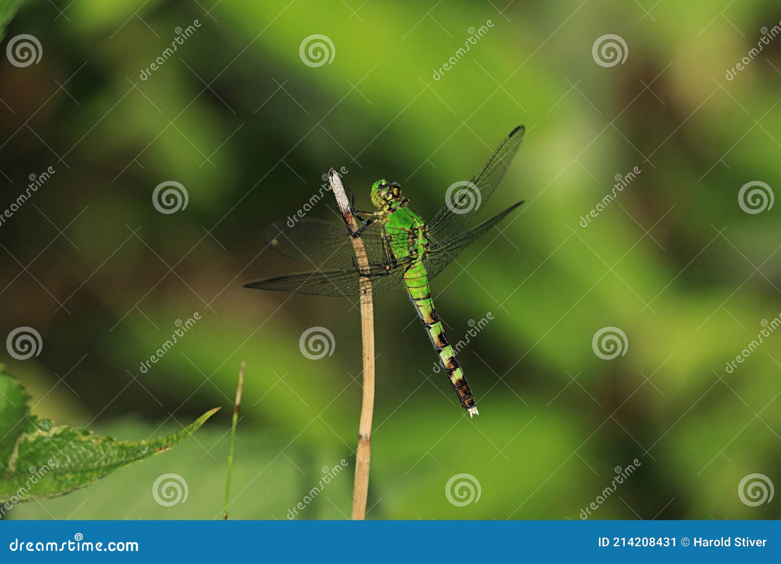 female eastern pondhawk, erythemis simplicicollis, perched on twig