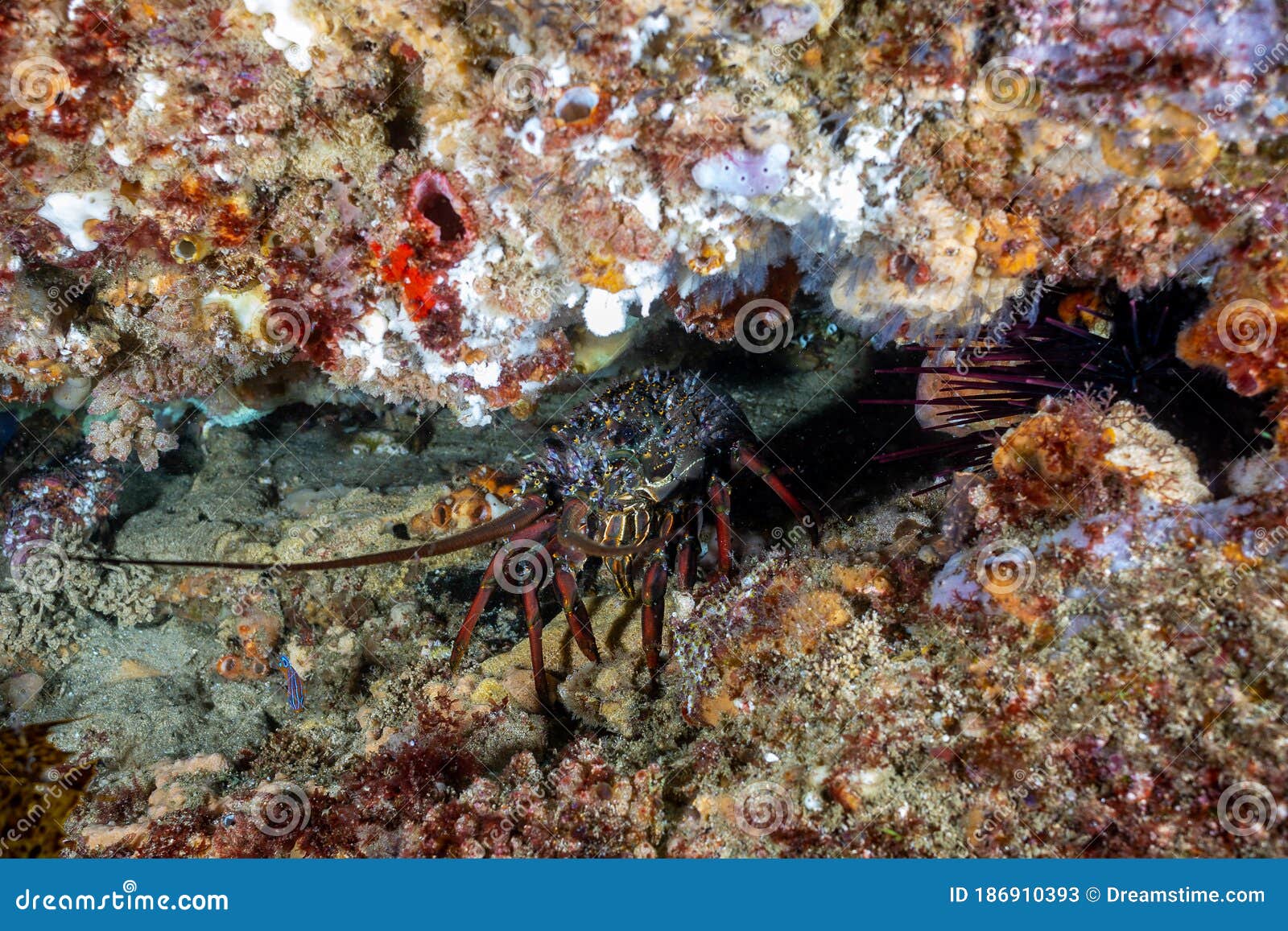 A Female Eastern Rock Lobster with Children on Its Corpse Stock