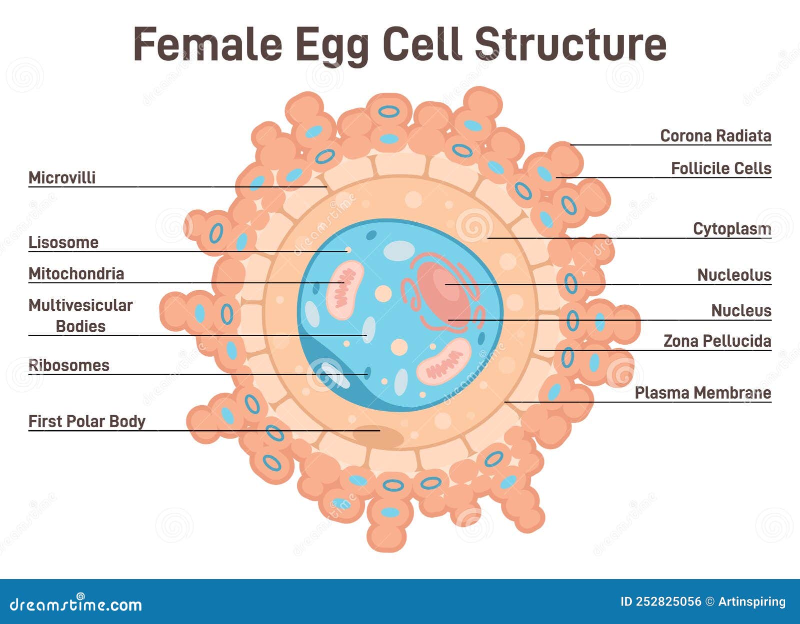 female egg cell structure. corona radiata, cytoplasm and nucleus.
