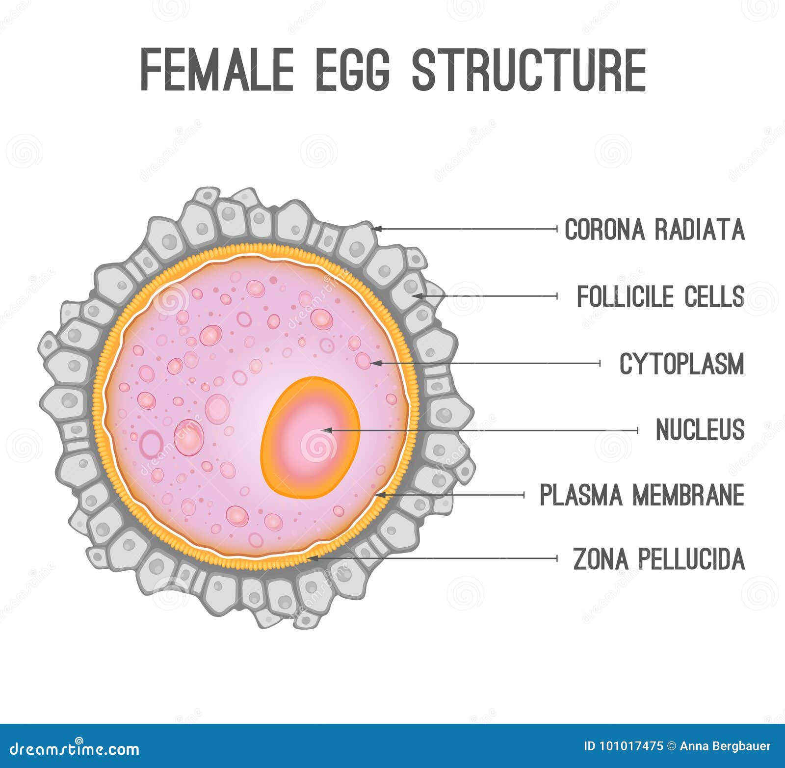 Human Egg