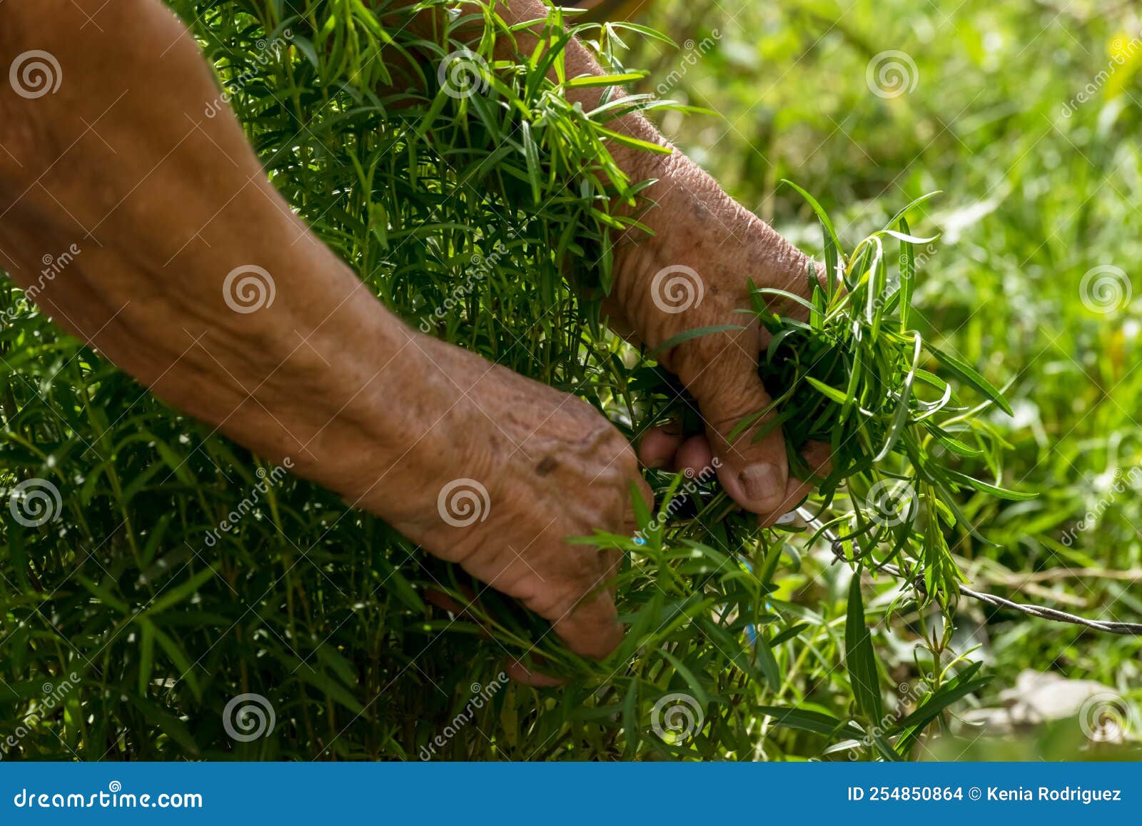 female elderly hands picking up medicinal plants in a tropical garden