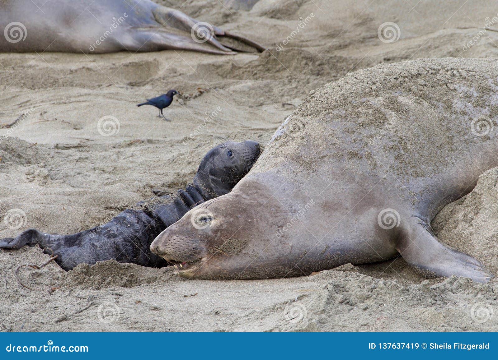 wallpapers Newborn Elephant Seal Pup https www dreamstime com female elephant seal newborn pup mom baby recognize each other scent vocalization mother seals beach image137637419