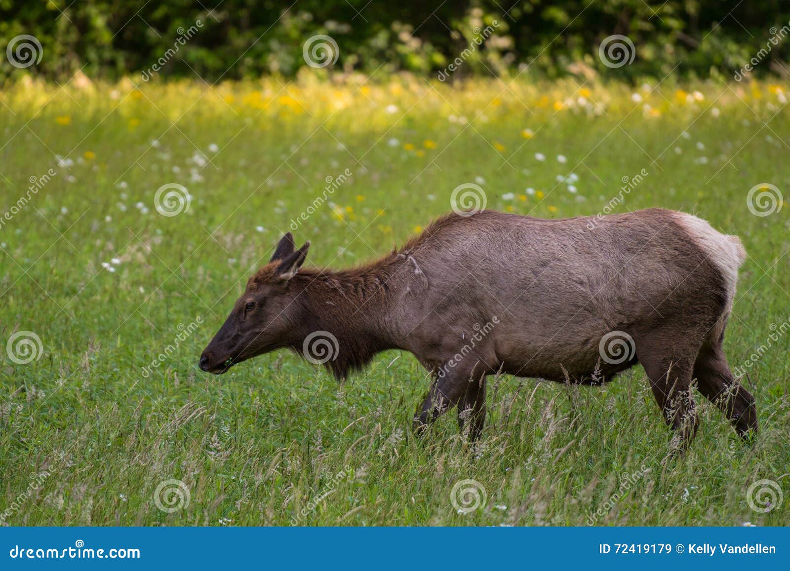 picture of female elk picture of female elk