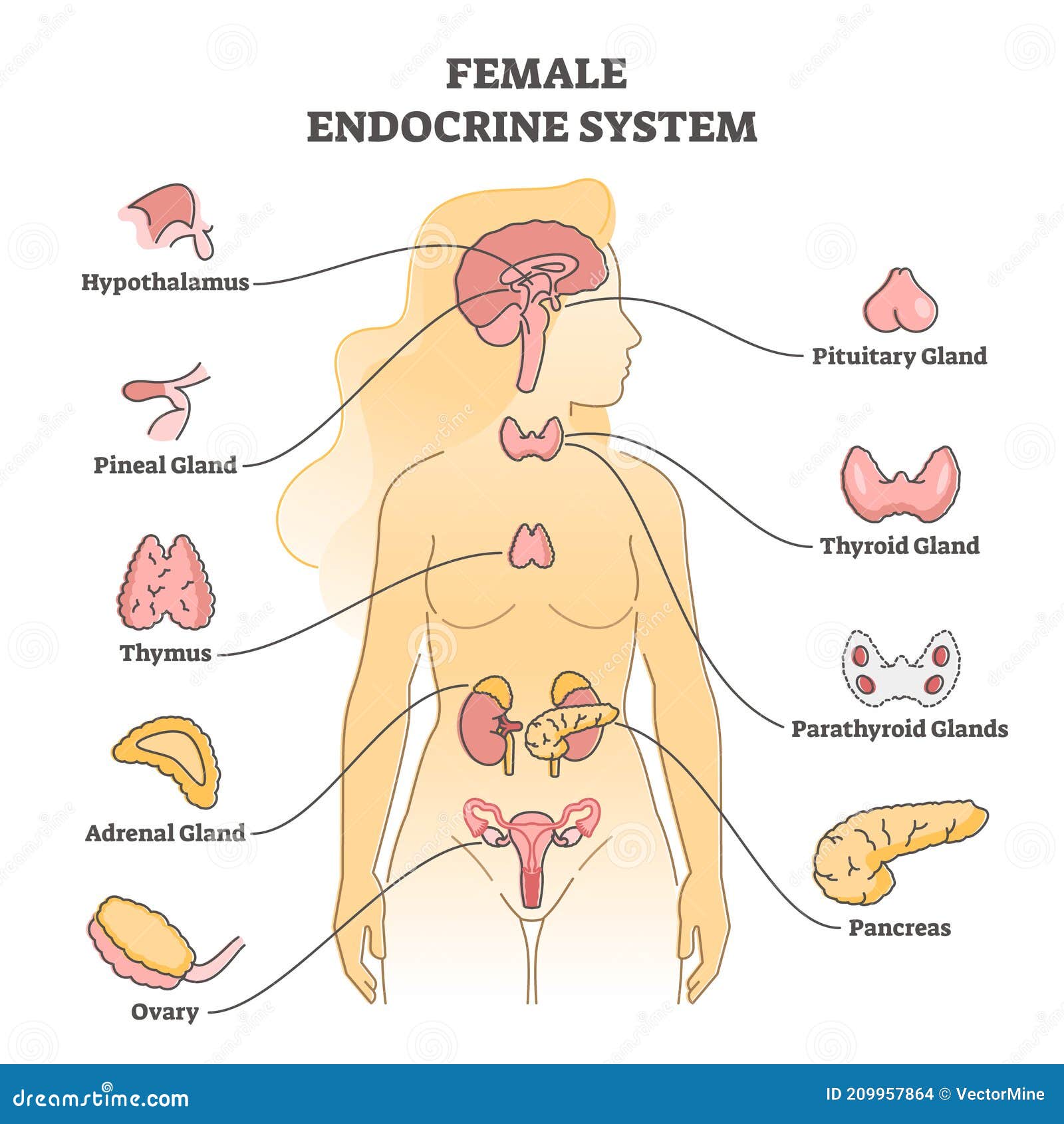 Endocrine System Stock Illustrations – 4,724 Endocrine System Stock  Illustrations, Vectors & Clipart - Dreamstime