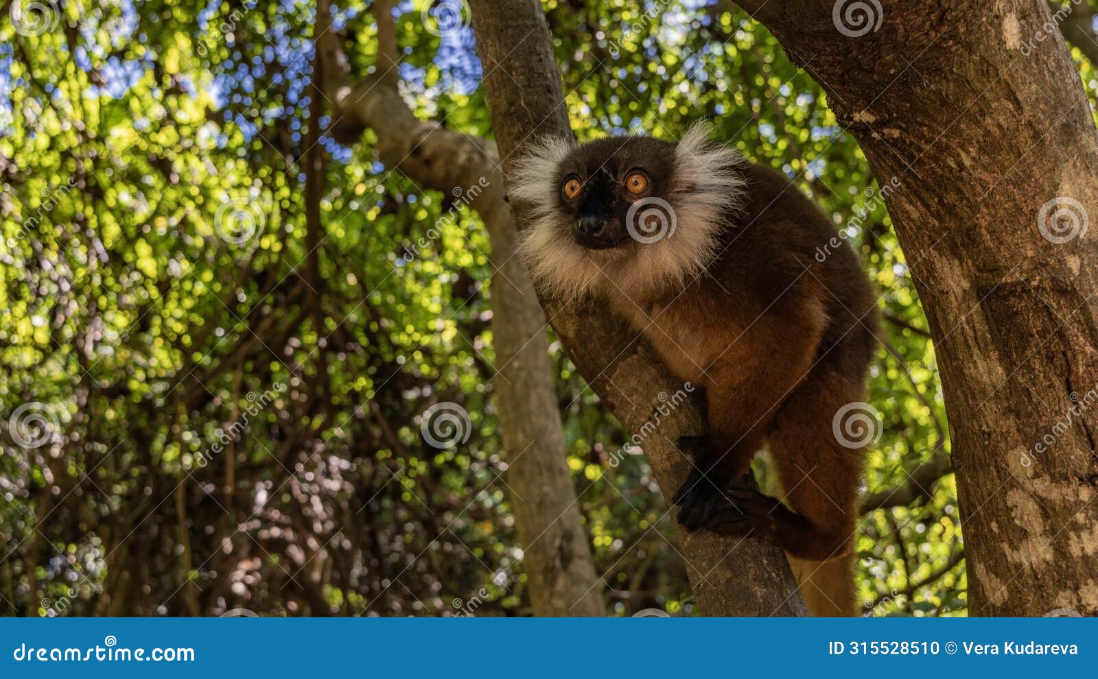 a female eulemur macaco is sitting in a tree, staring intently.