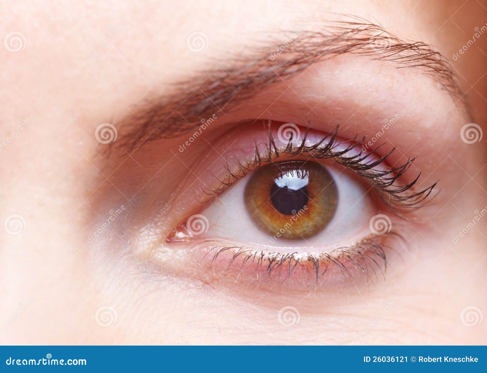  Female  eye  stock image Image of open head cornea woman 