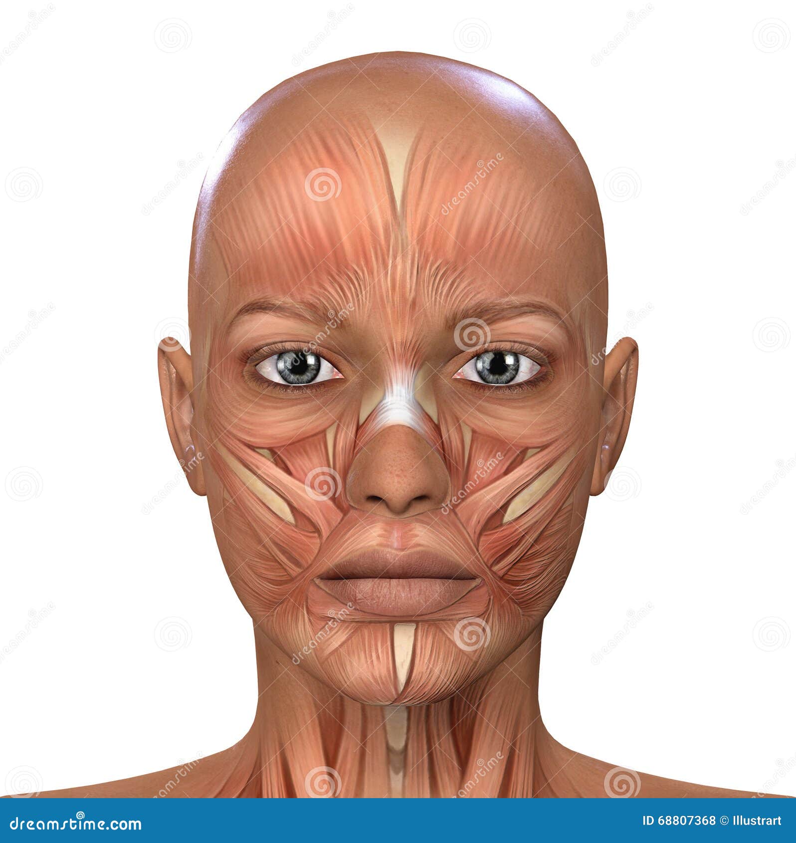 Human Muscle Anatomy Face