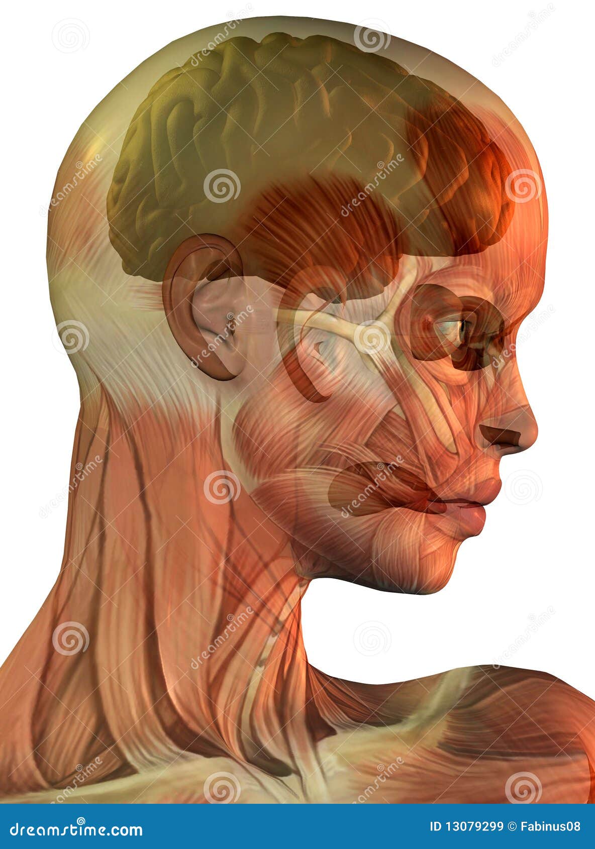 Female Face Muscles And Brain Stock Illustration - Illustration of