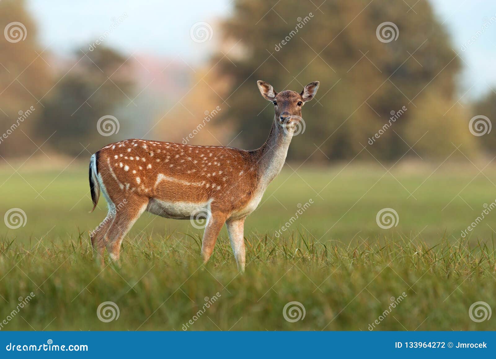 female fallow deer, dama dama, in autumn colors.