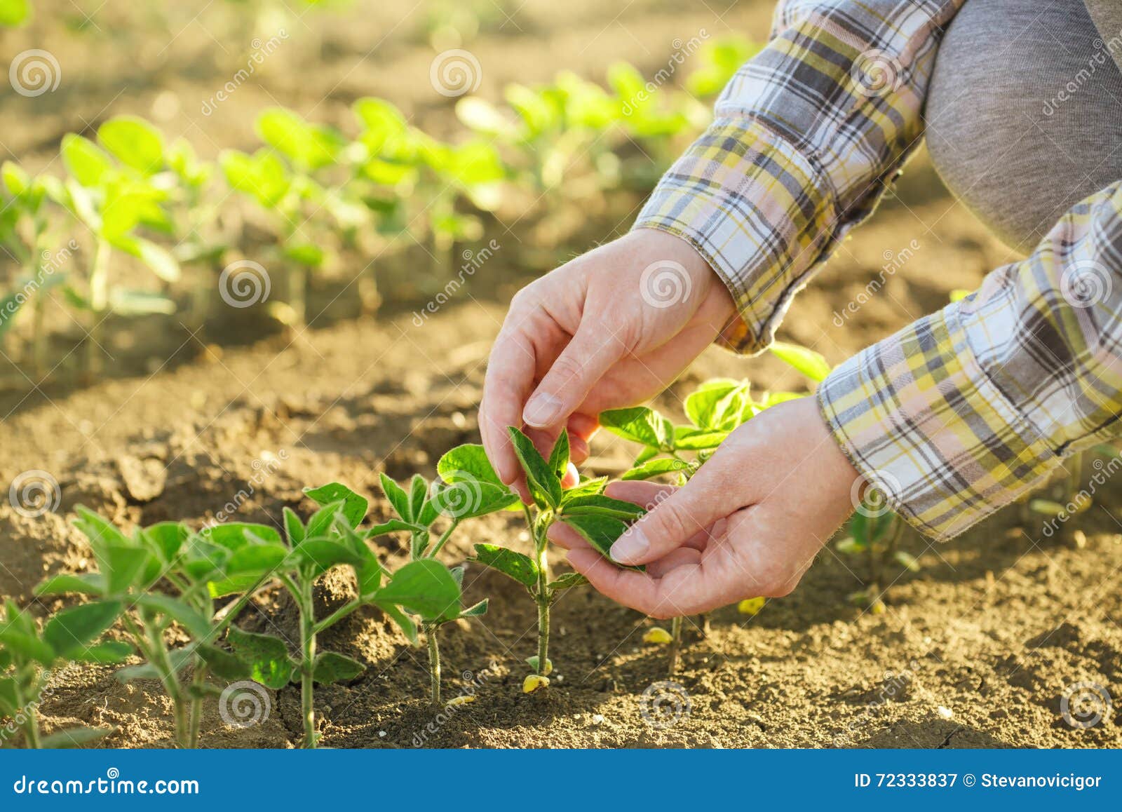 female farmer's hands in soybean field, responsible farming