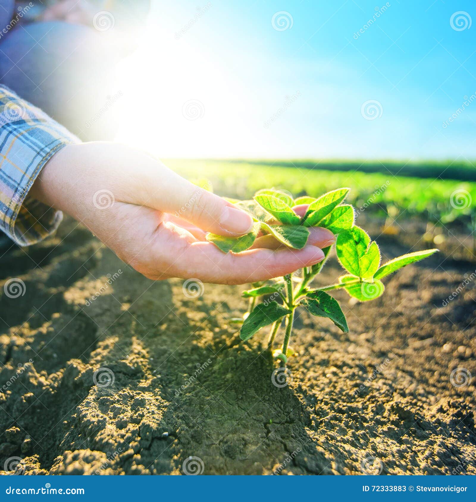 female farmer's hands in soybean field, responsible farming