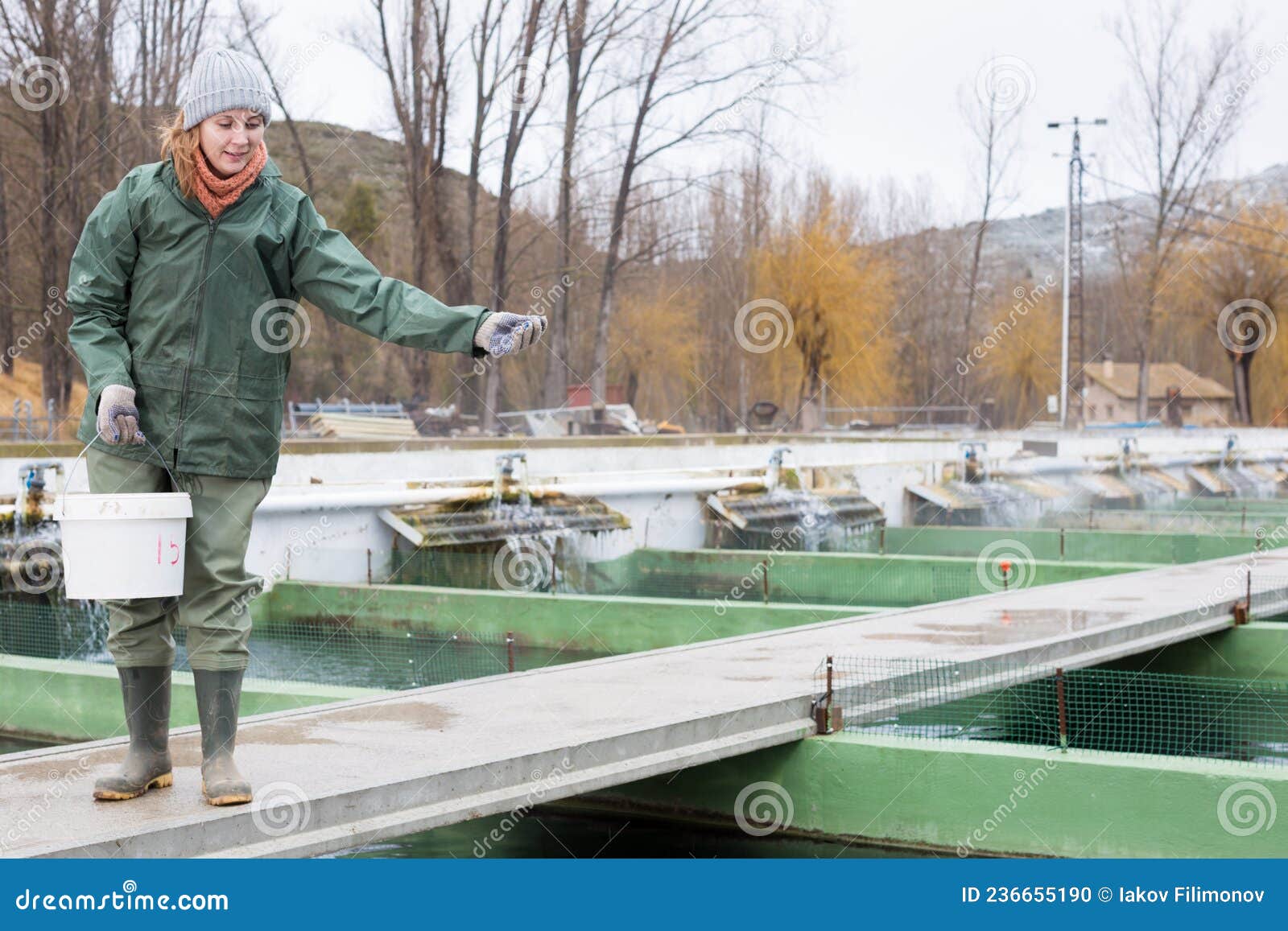 Female Feeding Fish on Sturgeon Farm Stock Photo Image of business