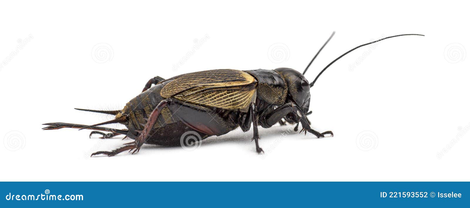 Female Field Cricket, Isolated Stock Photo - Image of people, european