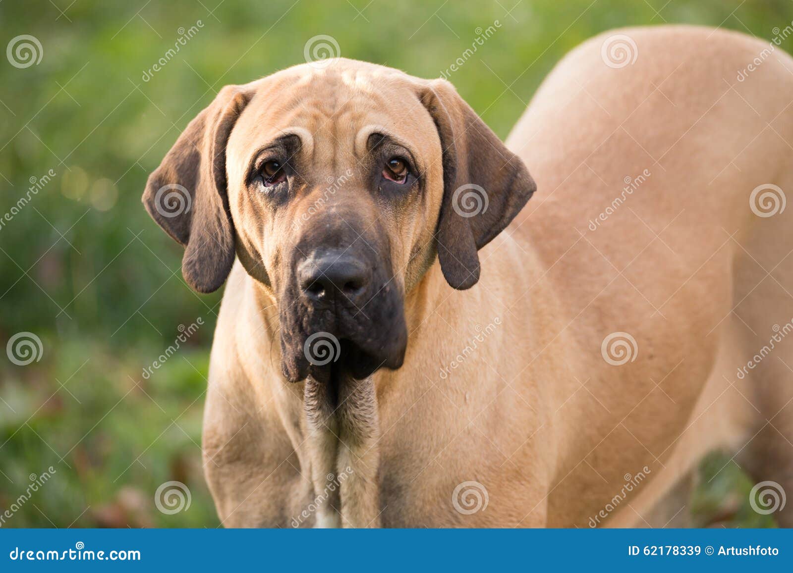 female of fila brasileiro (brazilian mastiff)