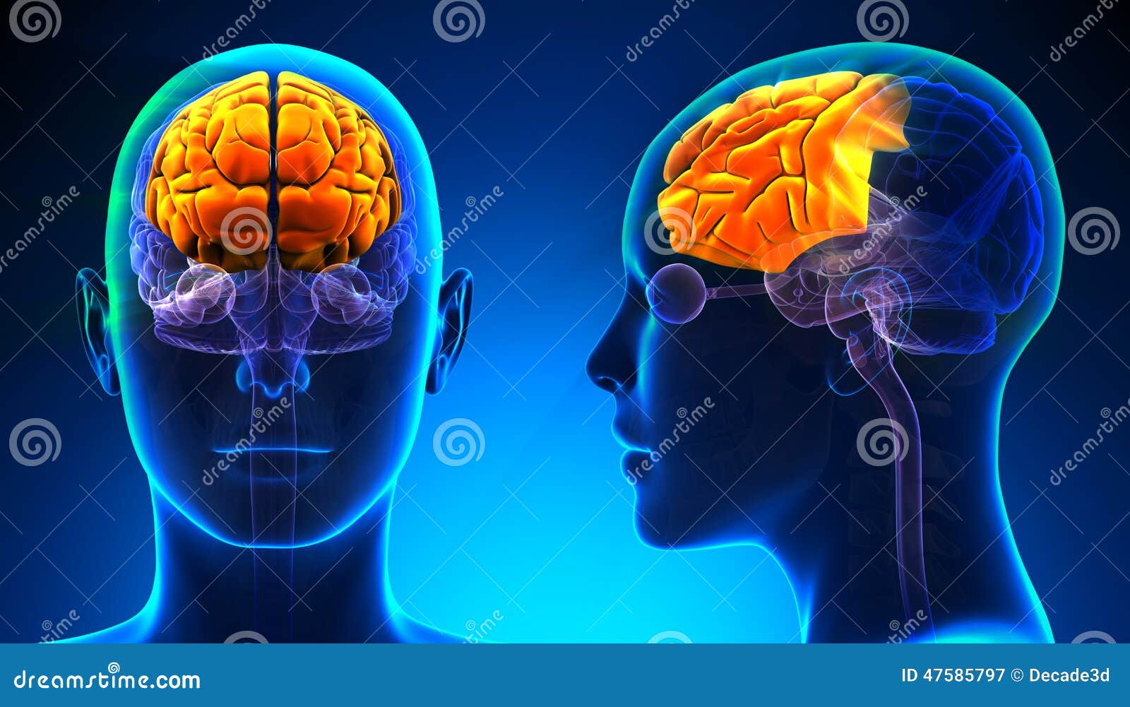 female frontal lobe brain anatomy - blue concept