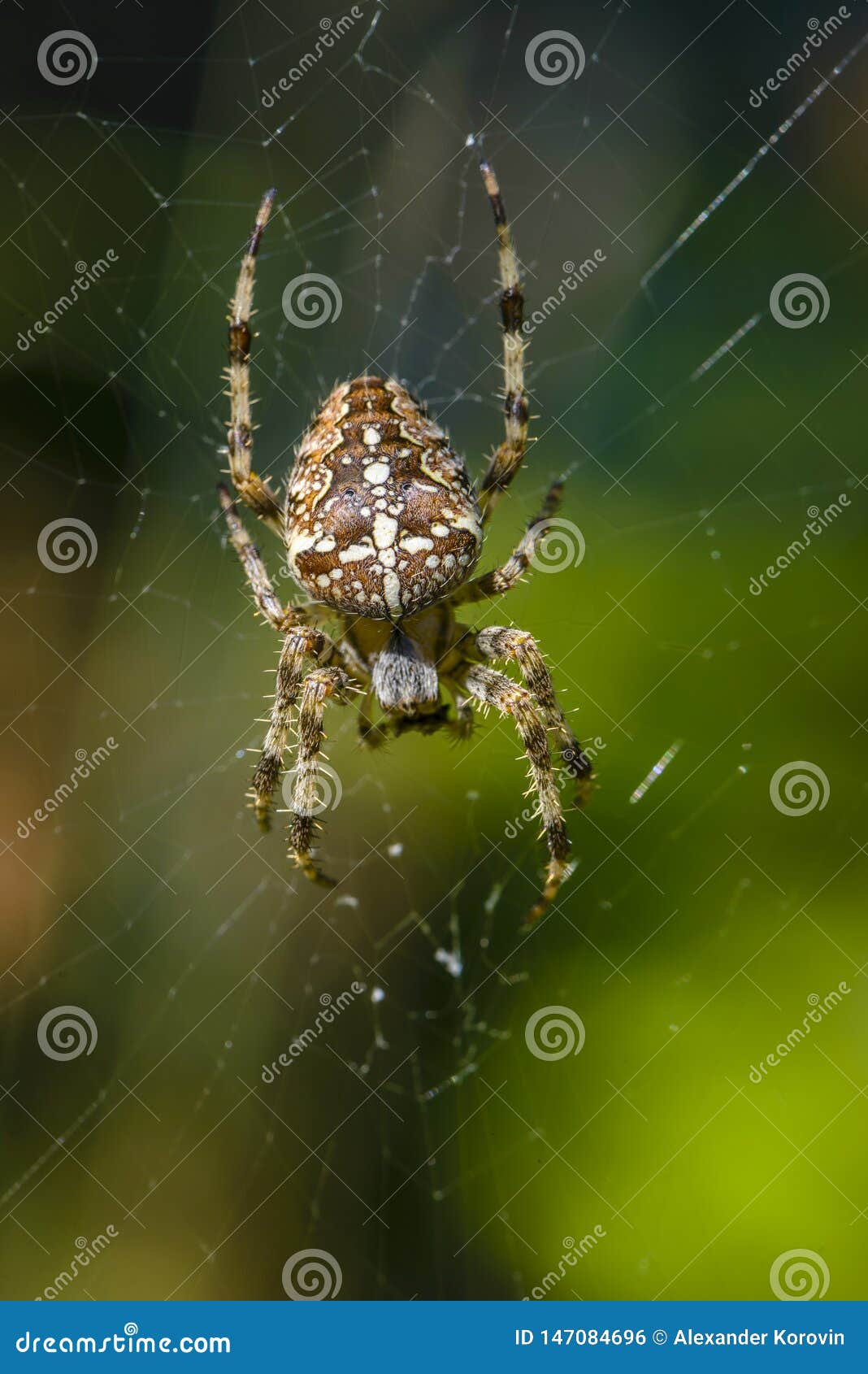 Female Of The Garden Spider Sits In The Center Of Its Web Stock