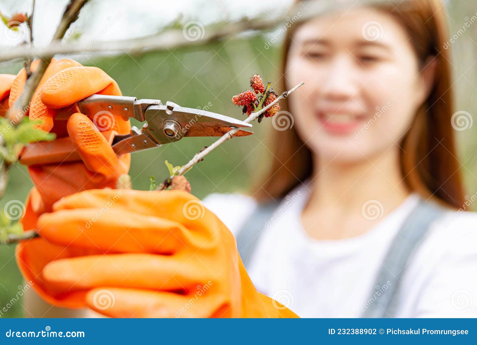 female gardener concept a branch of the mulberry tree being cut with pruning scissors by a greenskeeper in order to  the form