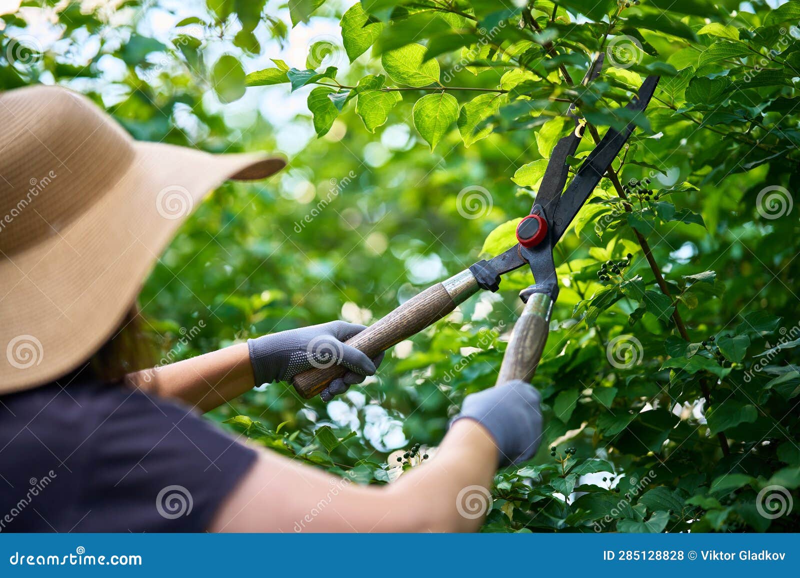 Female Gardener Trimming Plants Using Hedge Shears Professional