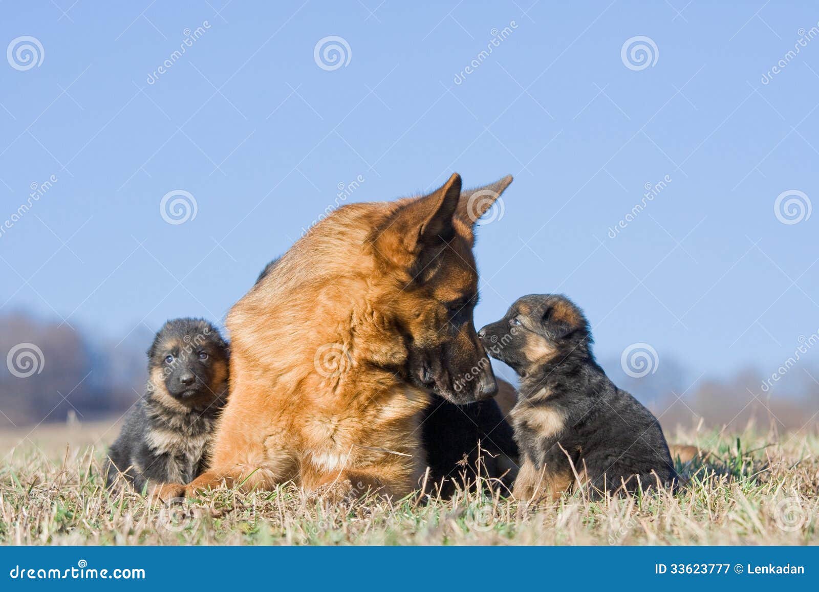 Female German Shepherd Dog with Two Puppies Stock Image Image of