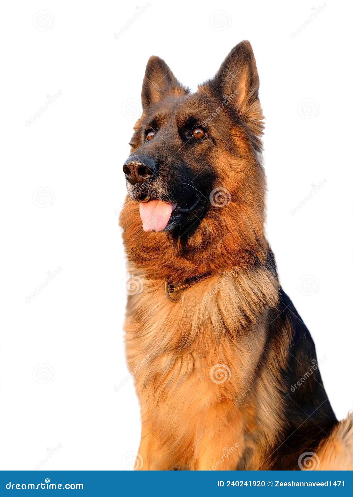 Are Shiloh Shepherds Aggressive