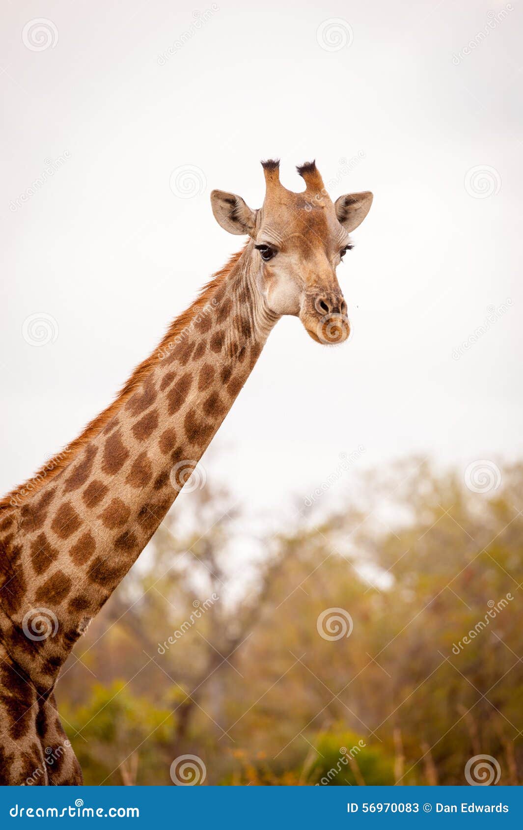 Female giraffe stock image. Image of kruger, giraffe - 56970083