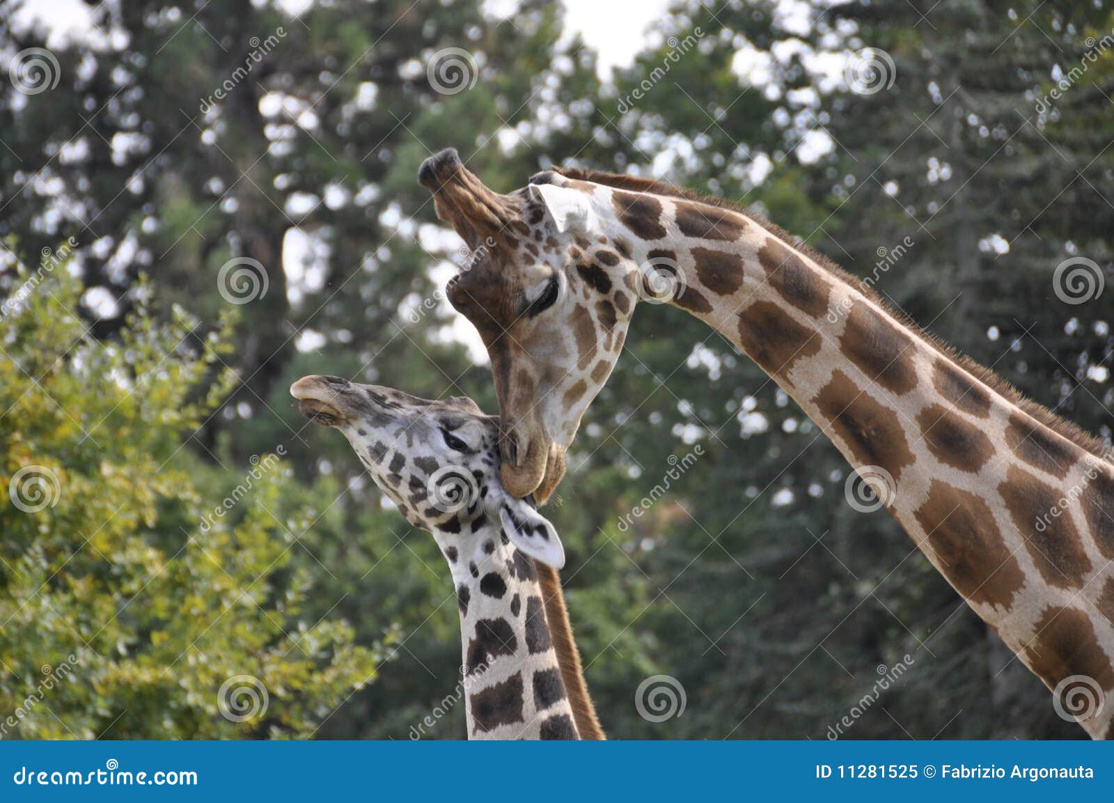 female giraffe with young