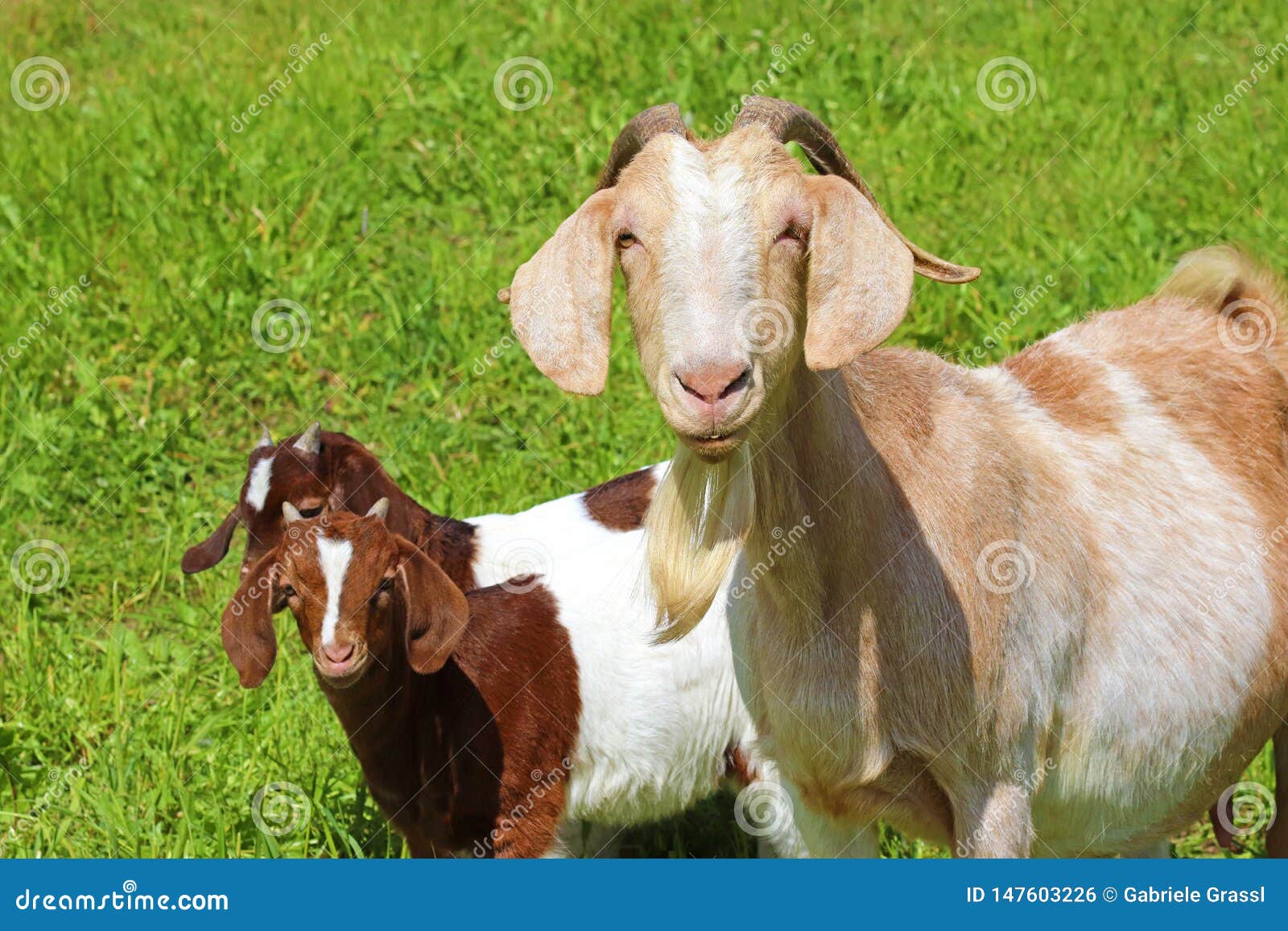 Female Goat with Two Brown and White Kids Stock Photo - Image of kids ...