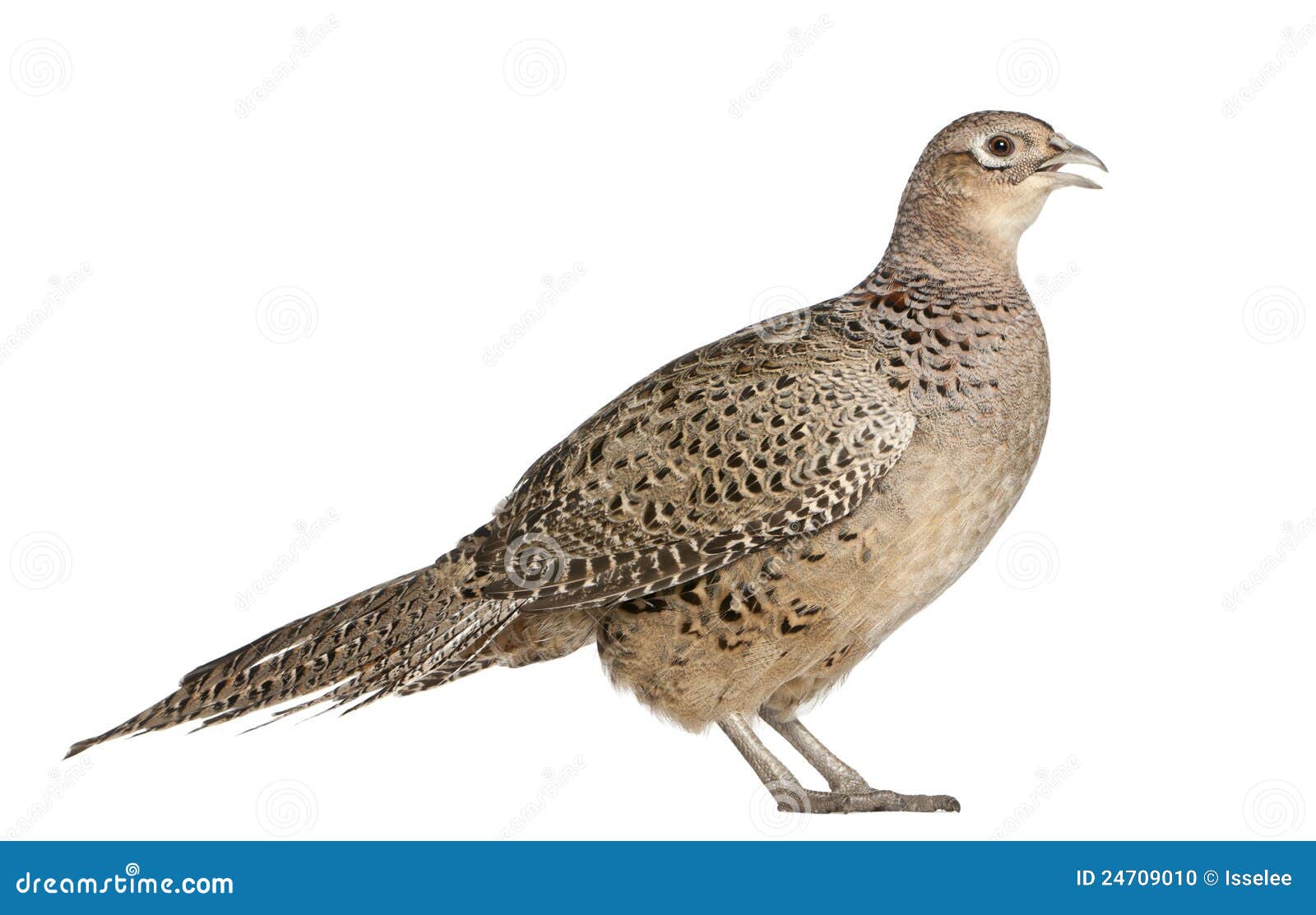 female golden pheasant