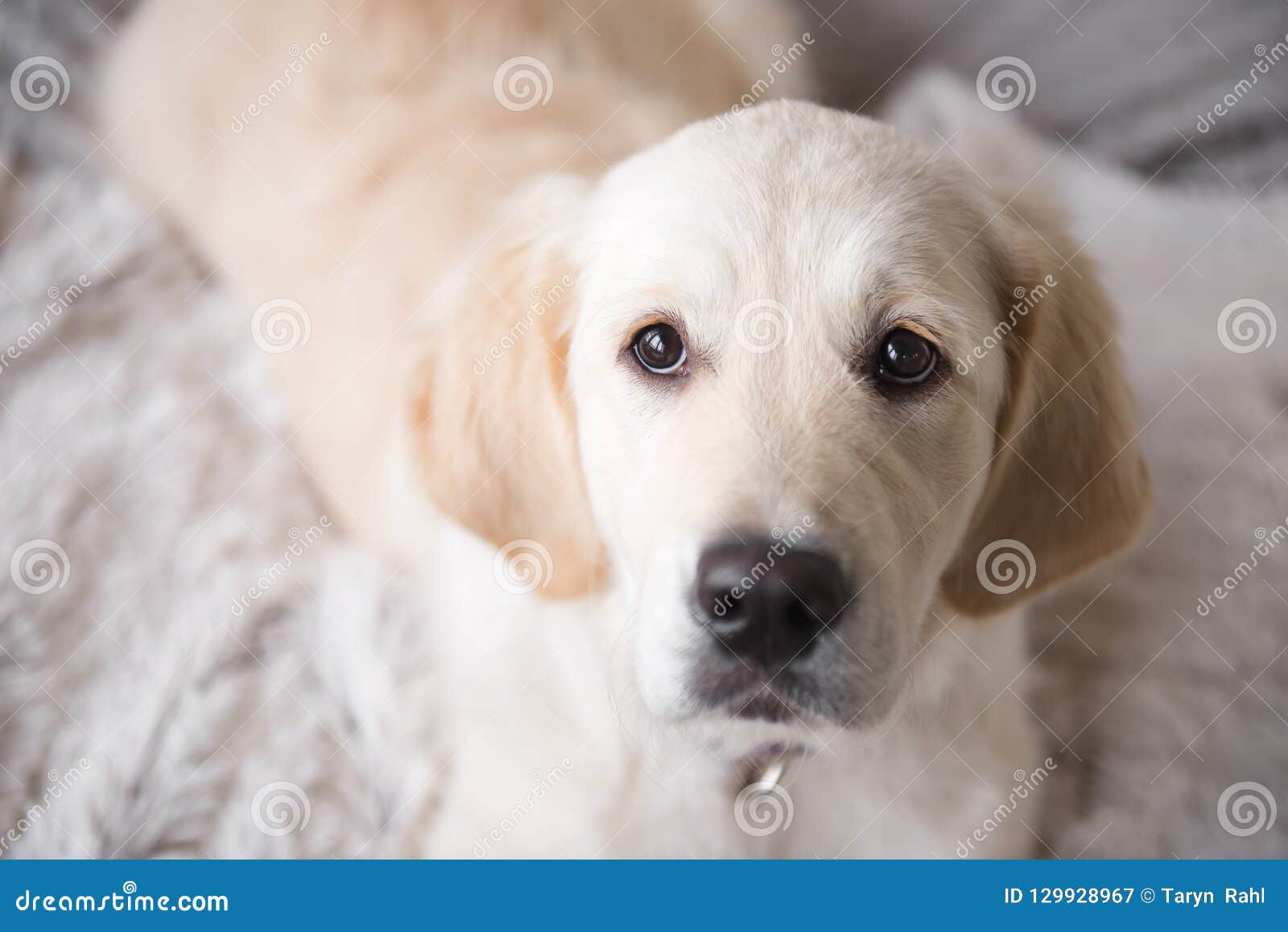 golden retriever puppy eyes