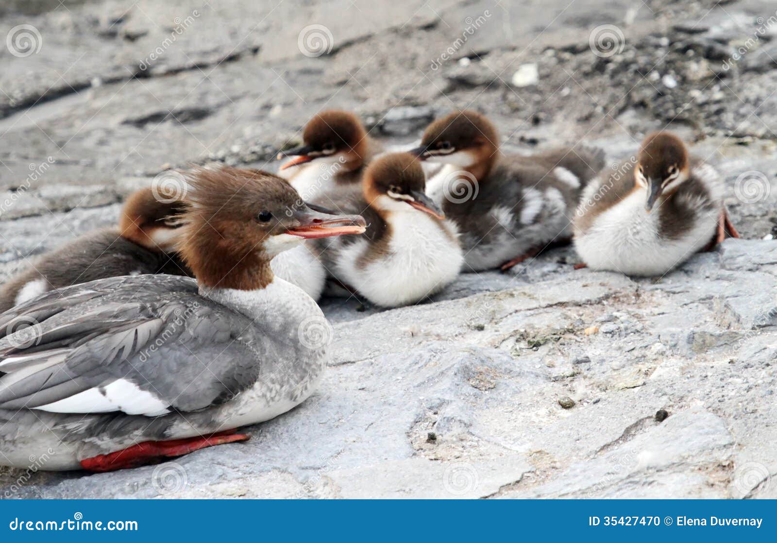 Female goosander (mergus merganser) and ducklings. Female goosander duck (mergus merganser) having rest on grey rocks with chicks in water