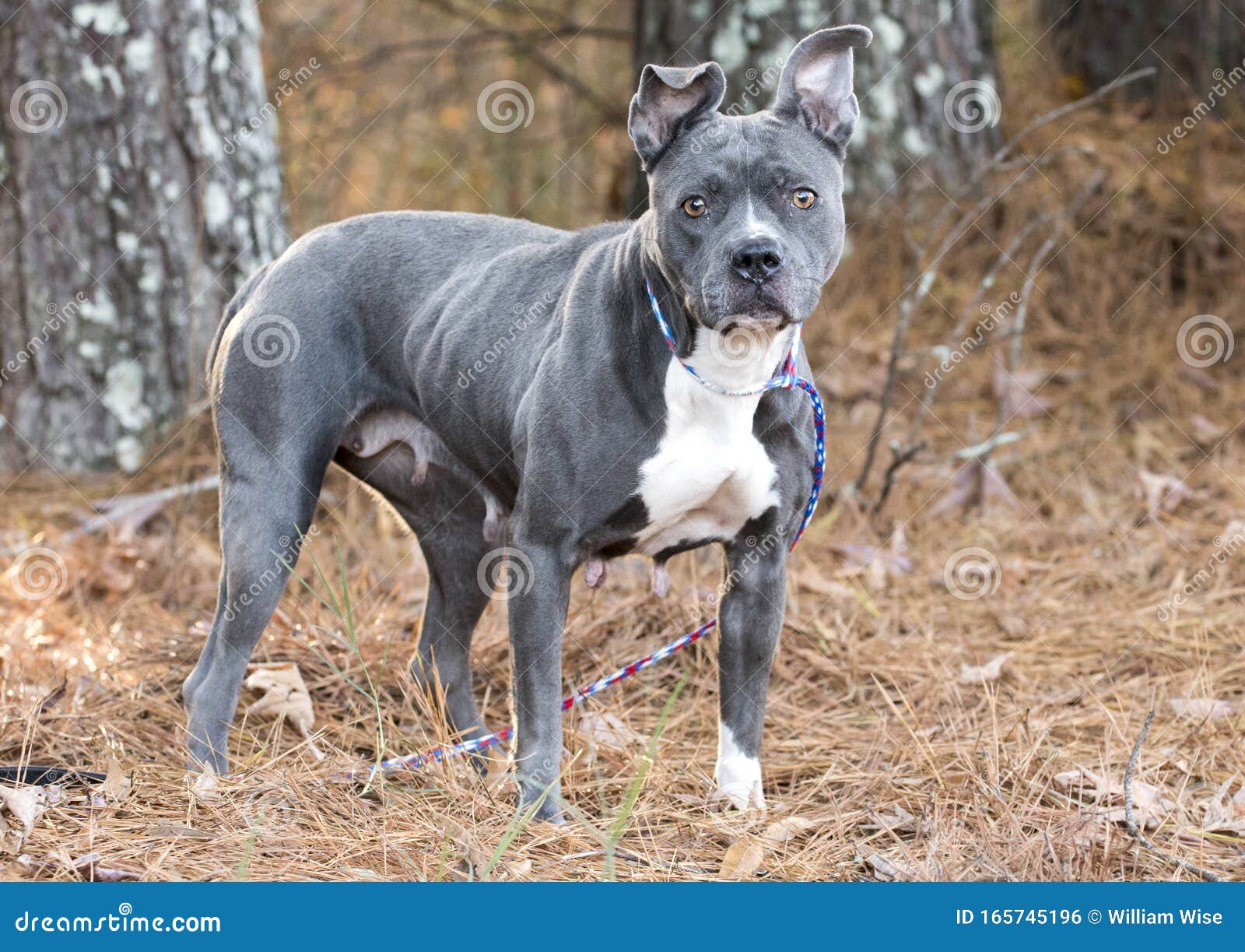 blue nose gray pitbull