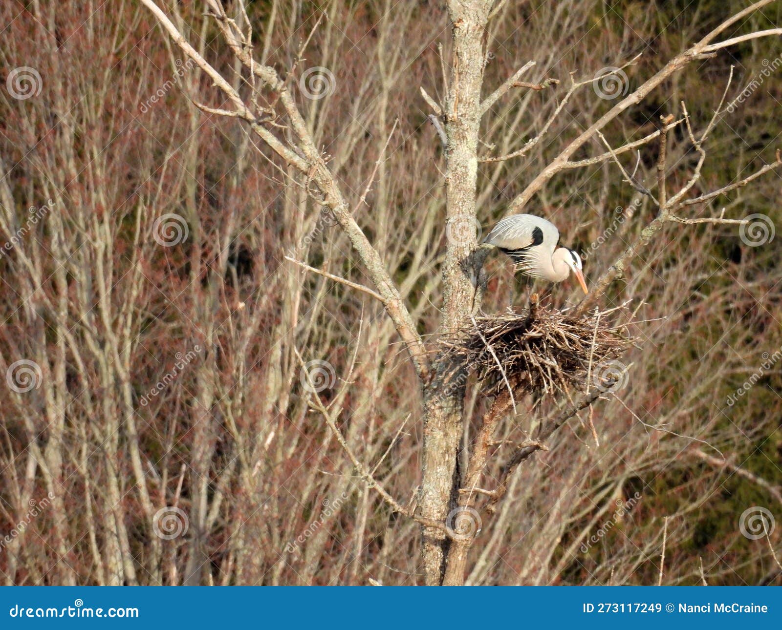 great blue heron standing on nest in springtime