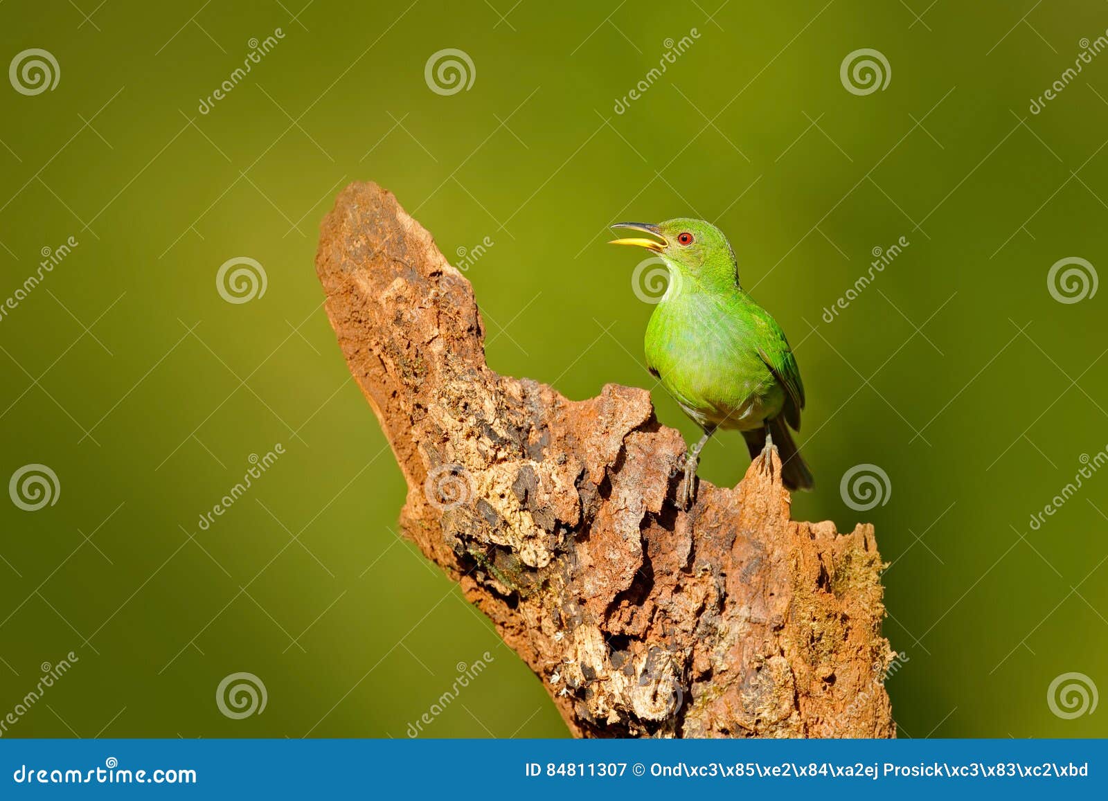 female of green honeycreeper, chlorophanes spiza, exotic tropic malachite green and blue bird form costa rica. tanager from tropic