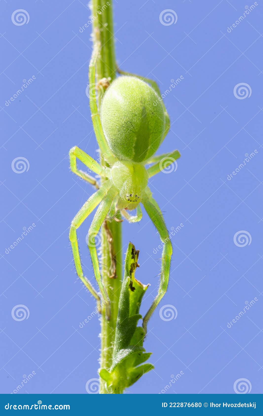 female of green huntsman spider micrommata virescens close up. micrommata virescens, common name green huntsman spider, is a spe