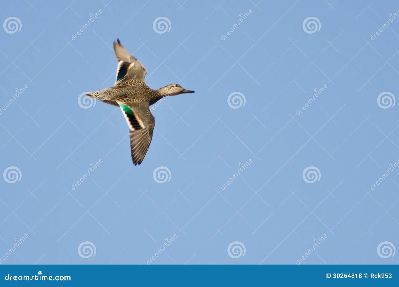 female green-winged teal