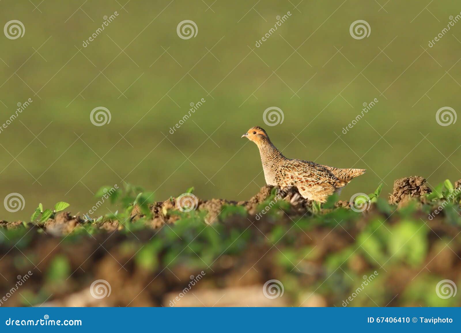 Female Grey Partridge in the Field Stock Photo Image of grey, perdix 67406410
