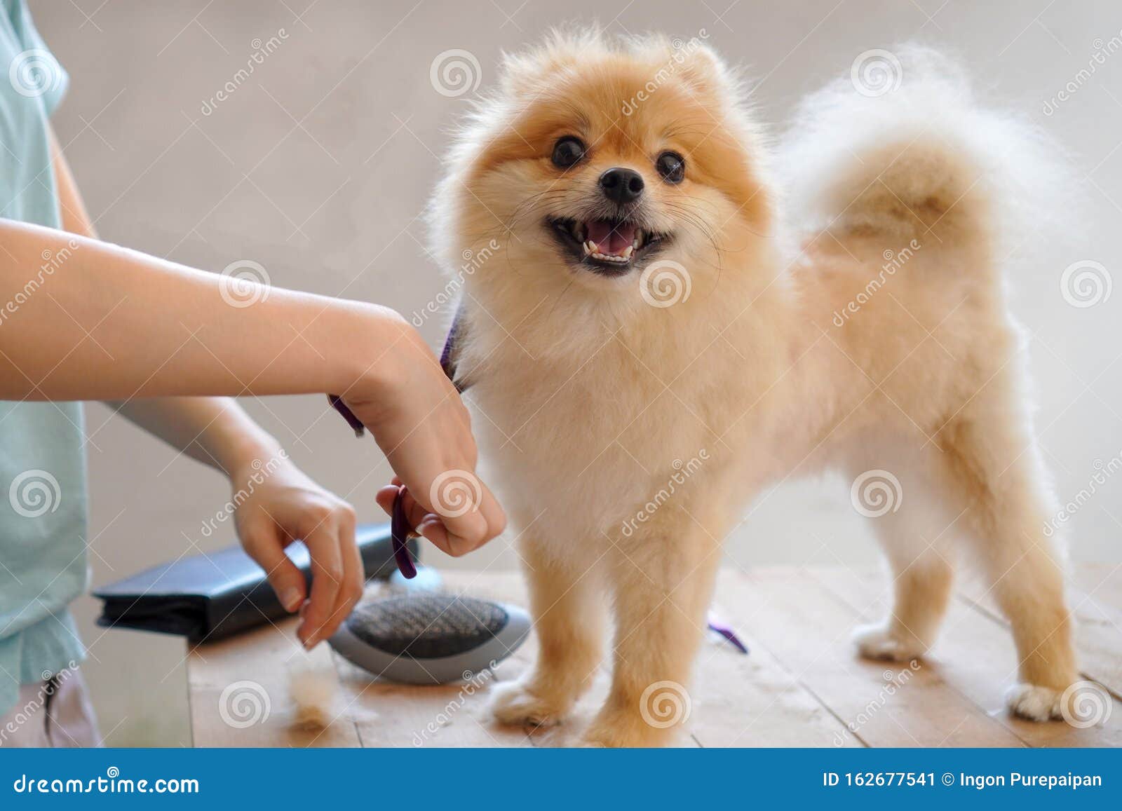 Groomer Haircut Pomeranian Dog on the Table of Outdoor. Process of Final  Shearing of a Dog`s Hair with Scissors Stock Image - Image of care, beauty:  162677541