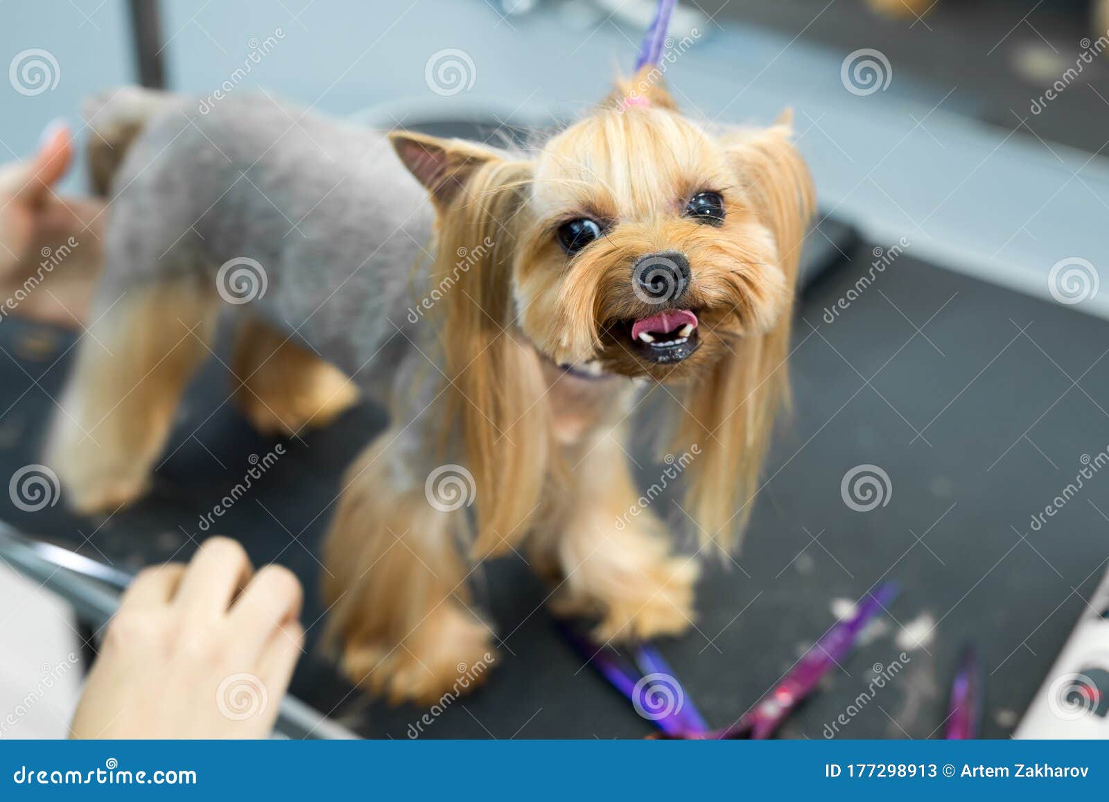 Female Groomer Haircut Yorkshire Terrier on the Table for Grooming in the  Beauty Salon for Dogs. Toned Image Stock Image - Image of hair, hairbrush:  177298913