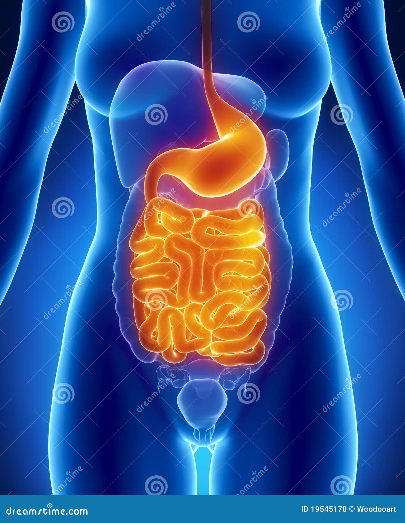 Female GUTS And STOMACH Anatomy Anterior Stock Illustration
