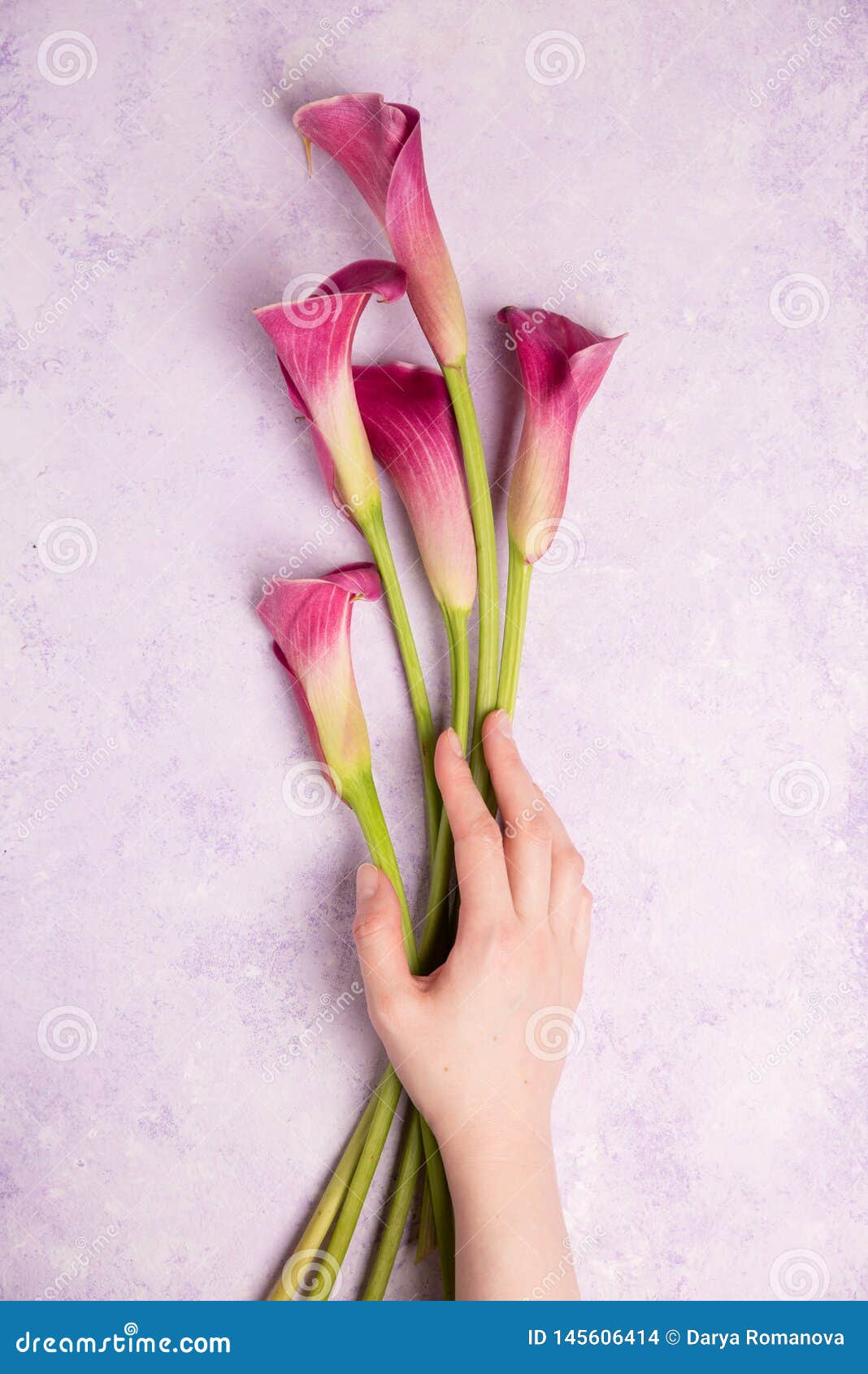 Female Hand Holds Pink Calla Lily on a Marble Background Stock Photo ...