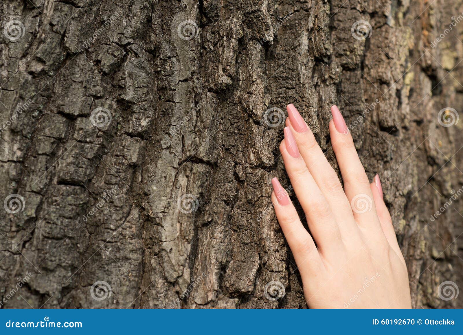 Female Hand with Long Nails Touching Tree Stock Photo Image of bark