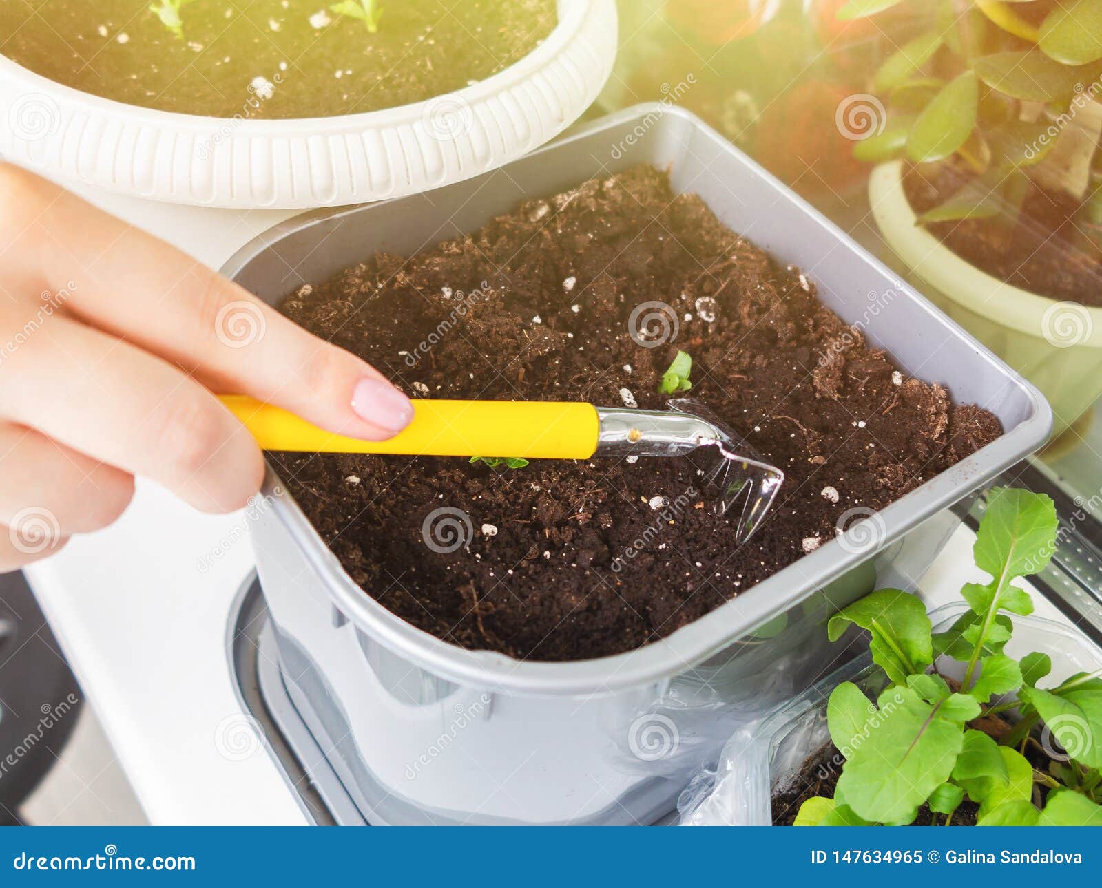 Female Hand Loosens the Ground in a Flowerpot with Seedlings of Small ...