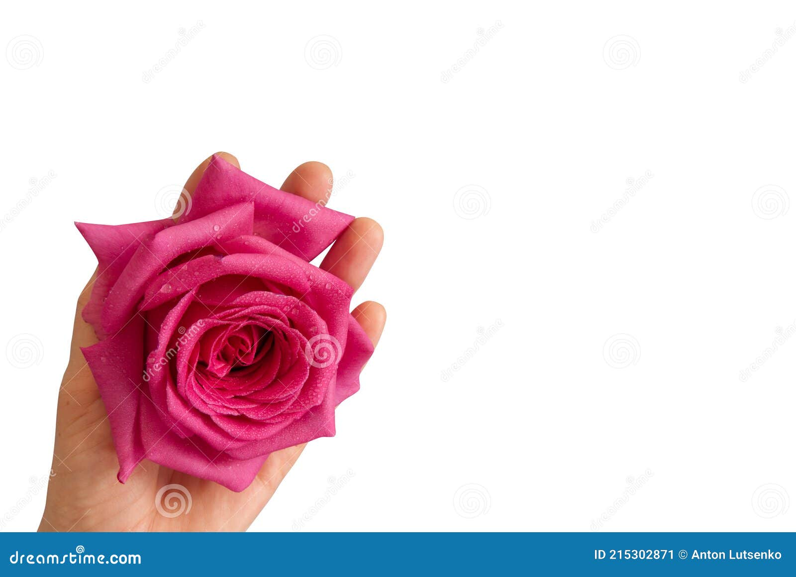 Female Hand and Rose Flower, Isolated on White Background Stock Image