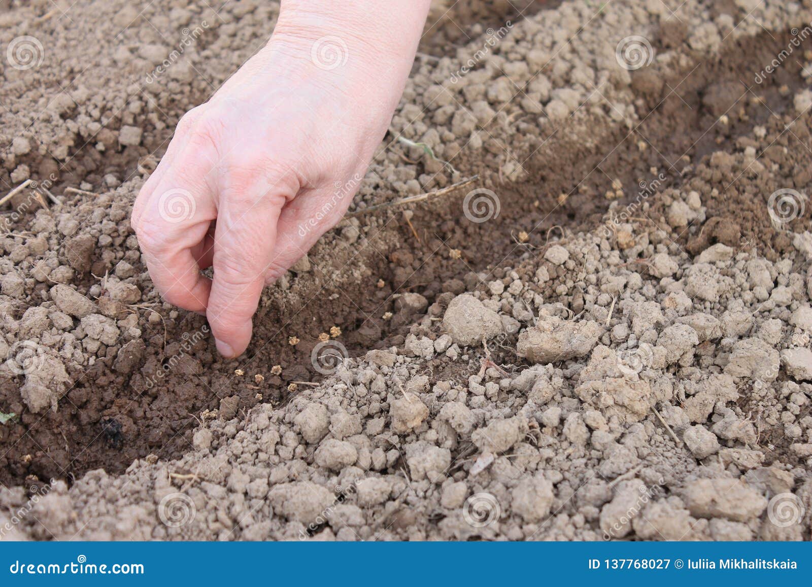 Когда можно посеять редиску. Посадка редиса весной в открытый грунт семенами. Почва для посадки редиса. Подзимняя посадка редиса. Подготовка почвы для выращивания редиса.