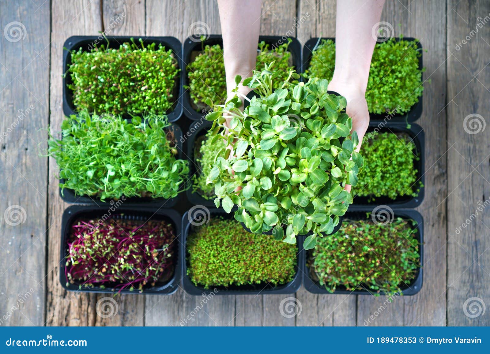 female hand with sunflower microgreen