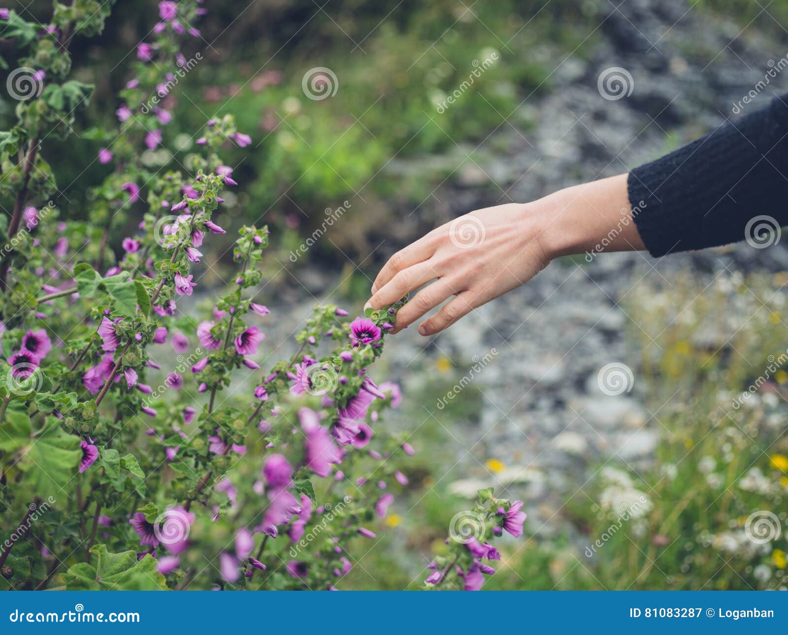 Female Hand Touching Flowers in Meadow Stock Image Image of white