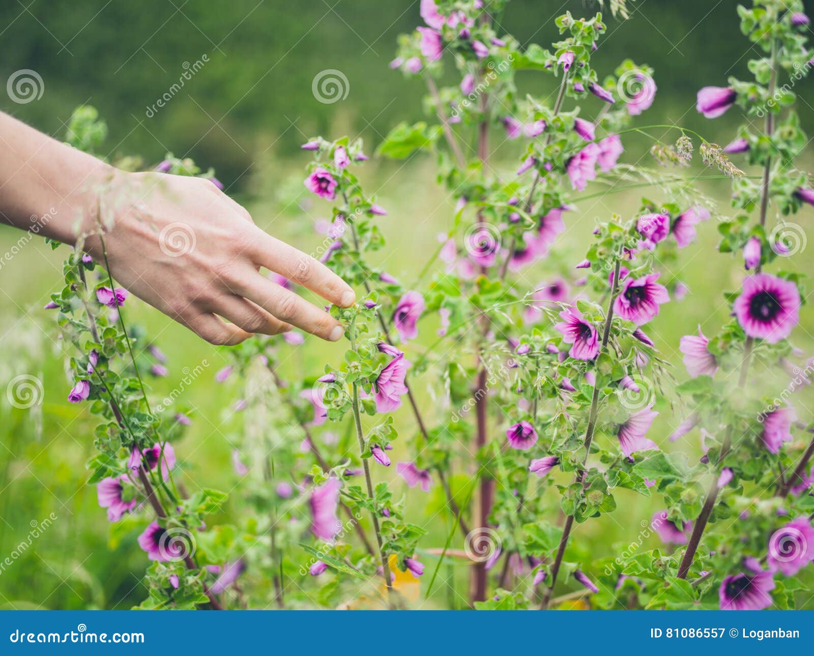 Female Hand Touching Flowers in Meadow Stock Image Image of light