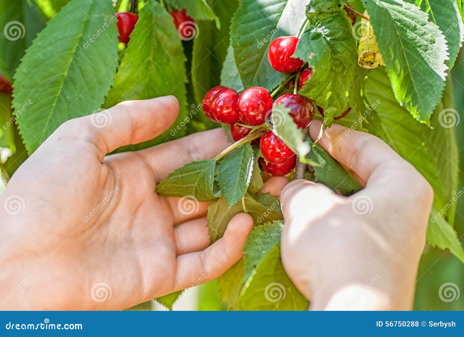 Female Hands Harvesting Cherry Stock Photo Image of hand, freshness