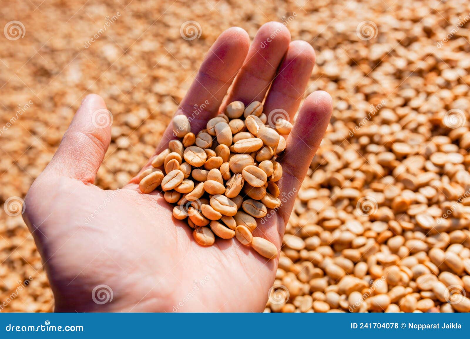 female hands holding raw coffee beans