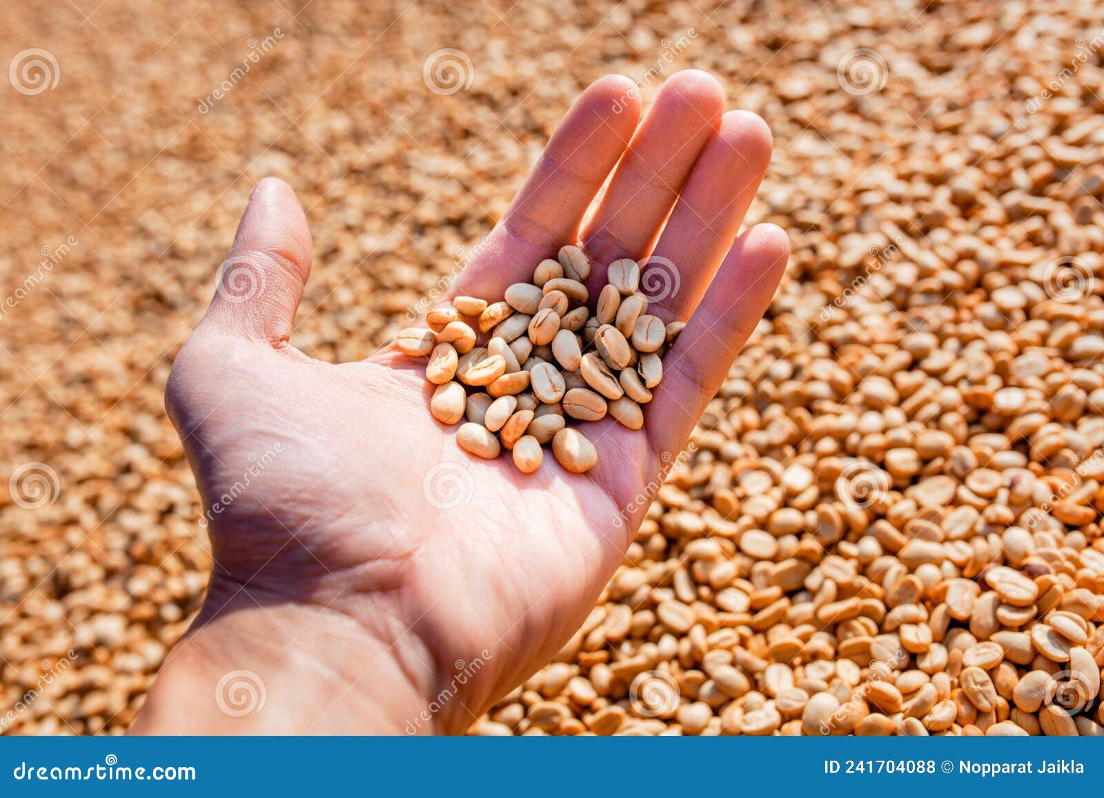 female hands holding raw coffee beans